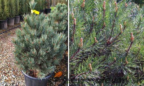 Borovica lesná Watereri, výška 50/60 cm, v črepníku Pinus sylvestris Watereri