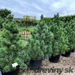 Borovica limbová 20/30 cm, v črepníku Pinus cembra