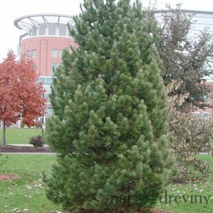 Borovica limbová, 60/80 cm, v črepníku 10 l Pinus cembra