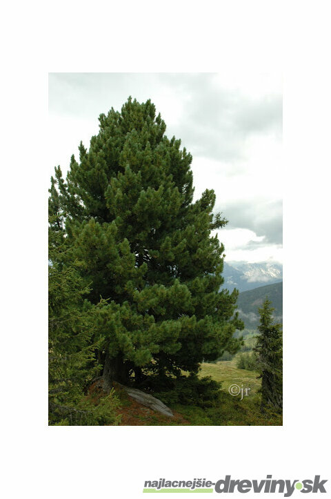 Borovica limbová var. sibírska, výška 40/60 cm, v črepníku 5l Pinus cembra var.sibirica
