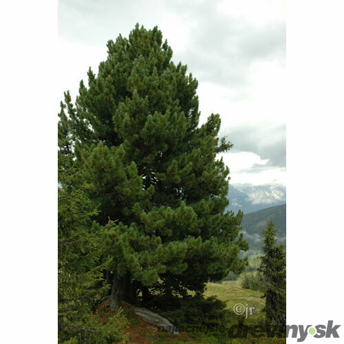 Borovica limbová var. sibírska, výška 40/60 cm, v črepníku 5l Pinus cembra var.sibirica