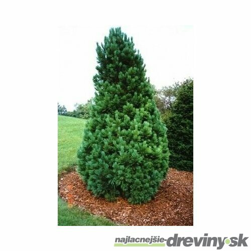 Borovica limbová, výška 130/160 cm, v črepníku 60l Pinus cembra