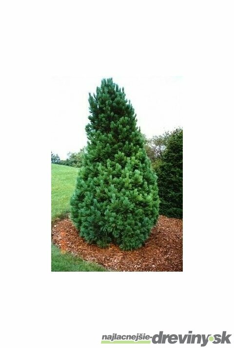 Borovica limbová, výška 130/160 cm, v črepníku 60l Pinus cembra