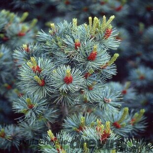 Borovica malokvetá Glauca 20/30 cm, v črepníku Pinus parviflora Glauca