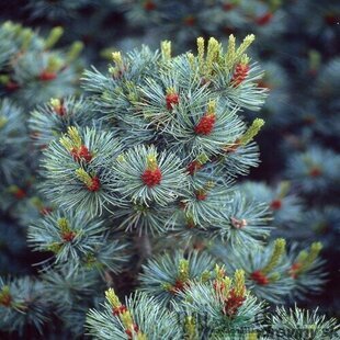 Borovica malokvetá Glauca 40/50 cm, v črepníku Pinus parviflora Glauca