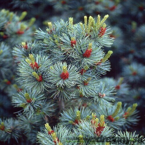 Borovica malokvetá Glauca, výška 20/30 cm, v črepníku Pinus parviflora Glauca