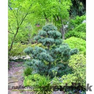 Borovica malokvetá Glauca, výška 20/30 cm, v črepníku Pinus parviflora Glauca