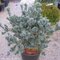 Borovica málokvetá Saphir, 20/30 cm, v črepníku 3l Pinus parviflora Saohir