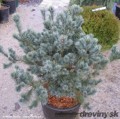 Borovica málokvetá Saphir, 20/30 cm, v črepníku 3l Pinus parviflora Saohir