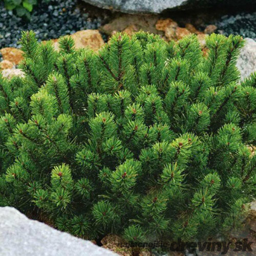 Borovica Mugo Pumilio 15/20 cm, v črepníku Pinus mugo var. Pumilio