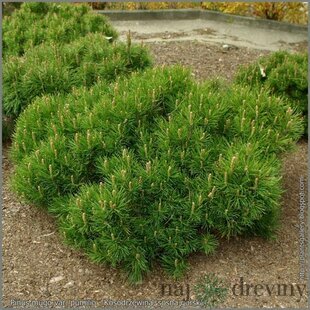 Borovica Mugo Pumilio, celková výška pri dodaní 80/100 cm, v koreňovom bale Pinus mugo var. Pumilio