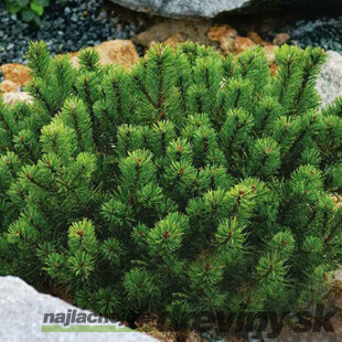 Borovica Mugo Pumilio, výška 15/20 cm, v črepníku 2/3l Pinus mugo var. Pumilio