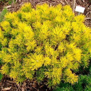 Borovica Mugo Wintergold 15/25 cm, v črepníku Pinus mugo Wintergold