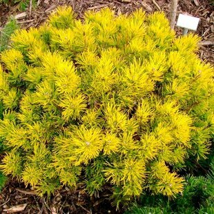 Borovica Mugo Wintergold 15/25 cm, v črepníku Pinus mugo Wintergold