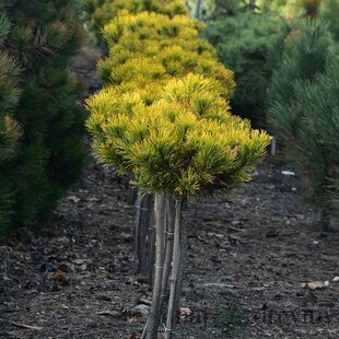 Borovica Mugo Wintergold na kmienku 100/125 cm, v črepníku Pinus mugo Wintergold