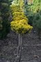 Borovica Mugo Wintergold na kmienku 100/125 cm, v črepníku Pinus mugo Wintergold