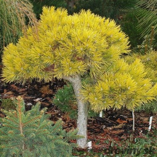 Borovica Mugo Wintergold na kmienku 60 cm, v črepníku Pinus mugo Wintergold