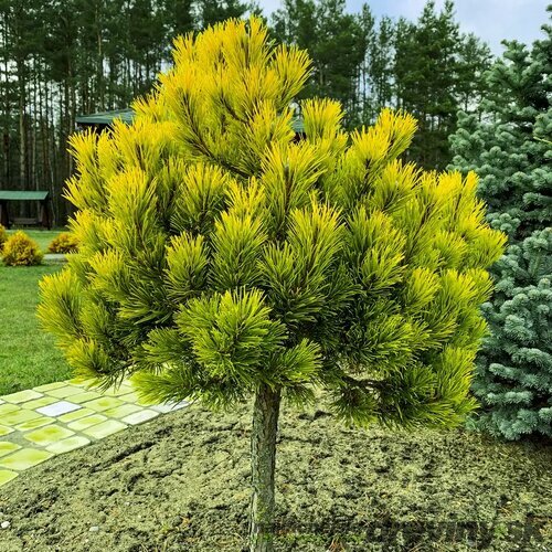 Borovica Mugo Wintergold na kmienku 80/100 cm, v črepníku 7,5l Pinus mugo Wintergold
