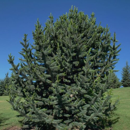 Borovica ostitá, 20/30 cm, v črepníku Pinus aristata