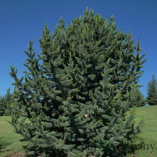 Borovica ostitá, 20/30 cm, v črepníku Pinus aristata