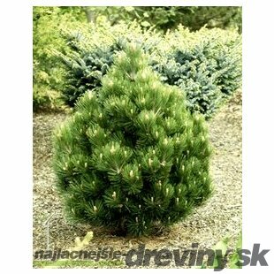 Borovica pancierová Compact Gem, výška 70/80 cm, v črepníku 7,5l Pinus heldreichii Compact Gem