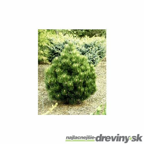 Borovica pancierová Compact Gem, výška 70/80 cm, v črepníku 7,5l Pinus heldreichii Compact Gem