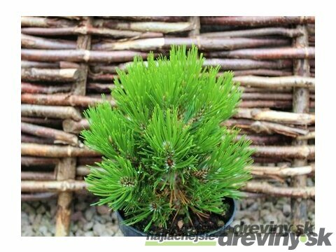 Borovica pancierová Schmidtii 15/20 cm, v črepníku Pinus leucodermis Schmidtii