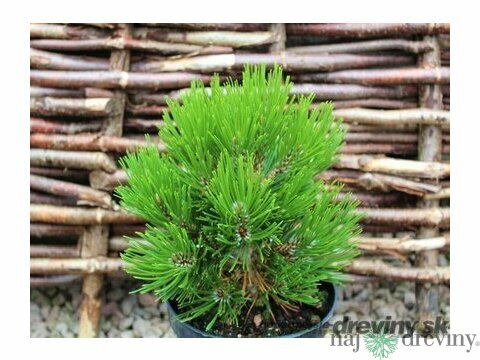 Borovica pancierová Schmidtii 15/20 cm, v črepníku Pinus leucodermis Schmidtii