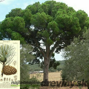 Borovica píniová na kmienku 120/140 cm, v črepníku Pinus pinea