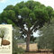 Borovica píniová na kmienku 190/210 cm, obvod kmienka 16/18 cm, celková výška 250/+ cm, v črepníku 70l Pinus pinea