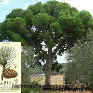 Borovica píniová na kmienku 190/210 cm, obvod kmienka 16/18 cm, celková výška 250/+ cm, v črepníku 70l Pinus pinea