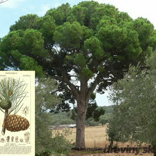 Borovica píniová na kmienku 250 cm, obvod kmienka 12/14 cm, v črepníku Pinus pinea