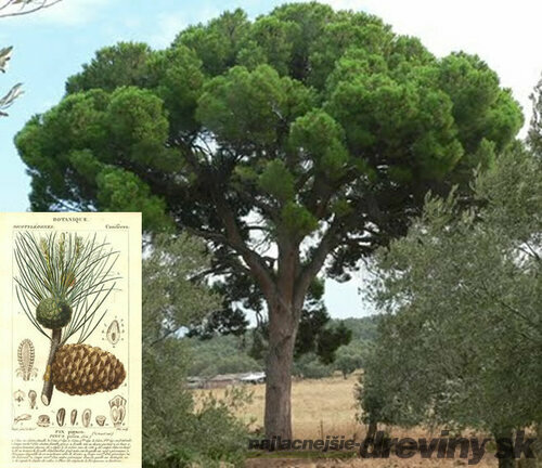 Borovica píniová na kmienku 250 cm, obvod kmienka 12/14 cm, v črepníku Pinus pinea