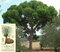 Borovica píniová, výška 40/50 cm, v črepníku Pinus pinea
