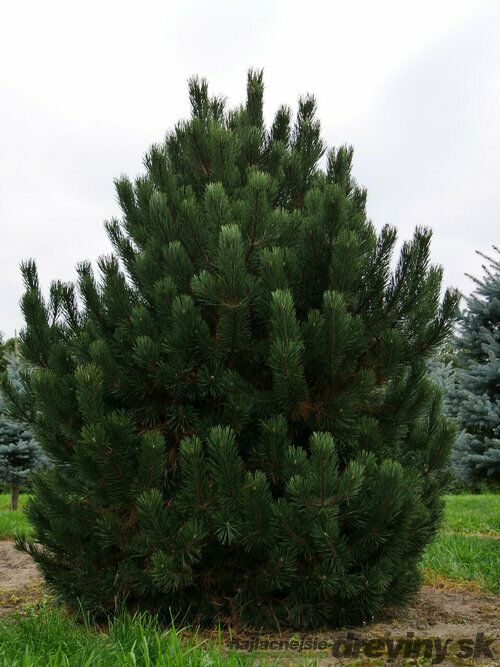 Borovica pyrenejská, výška 20/50 cm, v črepníku Pinus uncinata