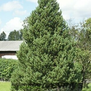 Borovica pyrenejská, výška 20/50 cm, v črepníku Pinus uncinata