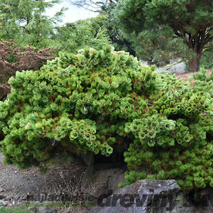 Borovica Thunbergova ‘Sayonara‘ 40/50 cm, v črepníku 15l Pinus thunbergii Sayonara