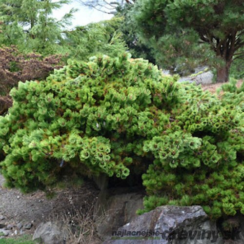 Borovica Thunbergova ‘Sayonara‘ 40/50 cm, v črepníku 15l Pinus thunbergii Sayonara