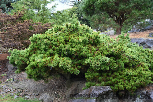 Borovica Thunbergova ‘Sayonara‘ 40/50 cm, v črepníku 15l Pinus thunbergii Sayonara