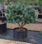 Borovica Watereri, výška 30/40 cm, v črepníku 3l Pinus sylv. ‘Watereri‘