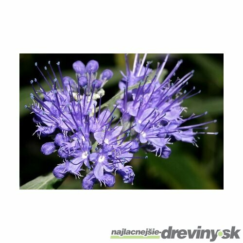 Bradavec Klandonský GRAND BLEU Inoversis 25/35 cm, v črepníku Caryopteris clandonensis Grand Bleu