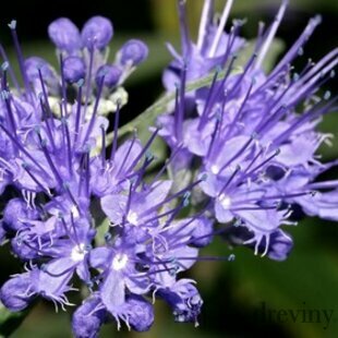Bradavec Klandonský Heavenly Blue 25/35 cm, v črepníku Caryopteris clandonensis Heavenly Blue