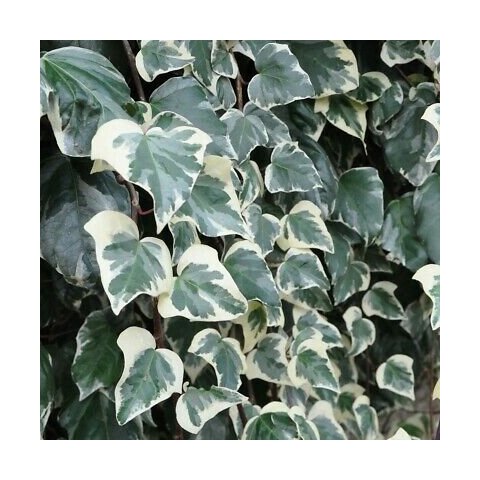 Brečtan alžírsky ´GLOIRE DE MARENGO´, výška 80/100 cm, v črepníku Hedera helix