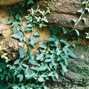 Brečtan popínavý Spetchley, 20/40 cm, v črepníku Hedera helix ‘Spetchley‘