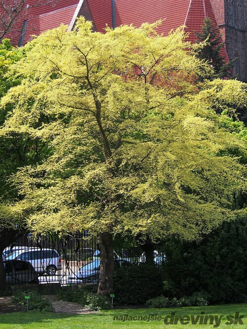 Brest drobnolistý Geisha, Ulmus parvifolia na kmienku 120 cm, celková výška 200/250 cm  črepniku 15l Ulmus parvifolia ‘Geisha’
