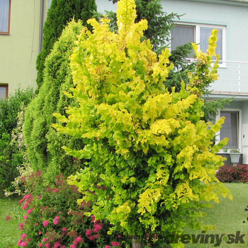 Brest holandský Wredei 160/200 cm v kvetináči Ulmus hollandica Wredei
