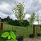 Brest Horský Pendula, výška 180/220 cm v črepníku Ulmus Glabra Pendula