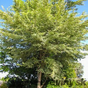 Brest hrabolistý ´Argenteovariegata, výška 220/260 cm, v črepníku 15l Ulmus minor ‘Argenteovariegata‘