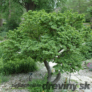 Brest hrabolistý JACQUELINE HILLIER na kmienku 50/70 cm, v črepníku 7,5l Ulmus minor ‘JACQUELINE HILLIER‘