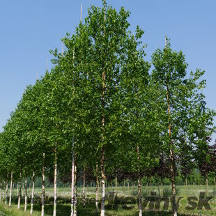 Breza čínska Fascination stlpovitá, výška 150/200 cm, v črepníku 10l Betula Jacquemontii